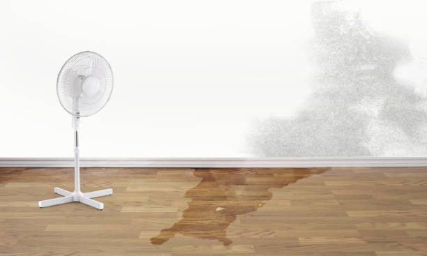 Best Ceiling water damage repair  in Zolfo Springs, FL