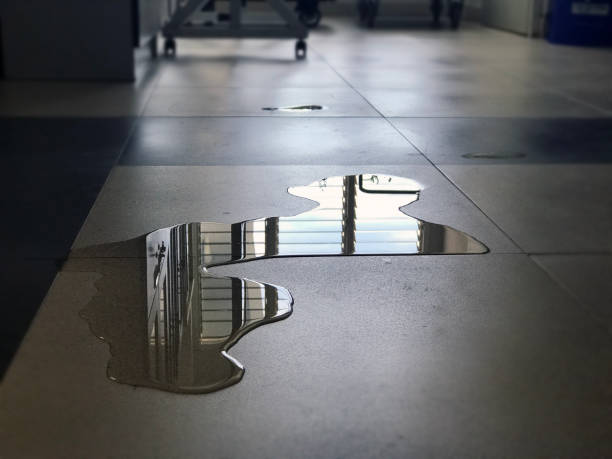 Best Professional water damage repair  in Zolfo Springs, FL